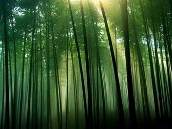 Silhouette Bamboo Forest Wallpaper Wallpaperlepi