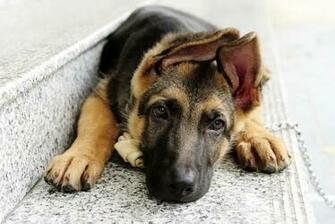 Dog German Shepherd HD Wallpaper