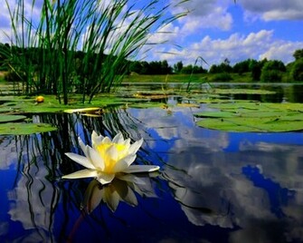 Lily Pond Wallpaper