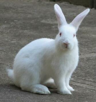 Top Beautiful Rabbit Wallpaper