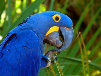 Macaw Parrot Bird Tropical Wallpaper