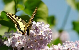 HD Wallpaper Spring With Yellow Butterfly Sitting On
