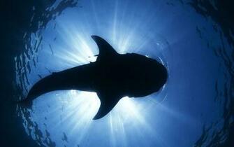 Shark Windows Theme Themepack Me
