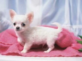 Puppies Cute Chihuahua Puppy Photos