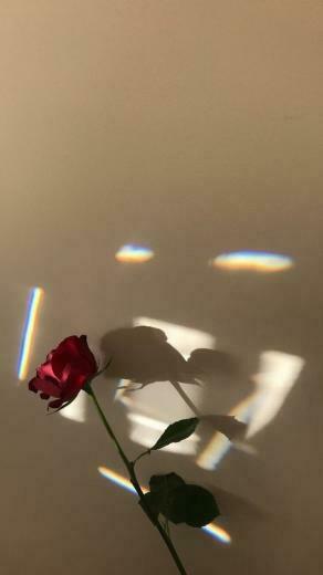 Best Manual Camera Apps For iPhone Flowers Wallpaper