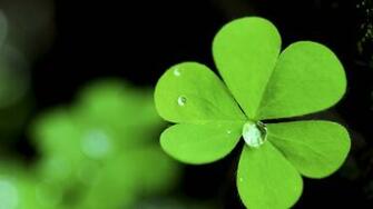 Clover Wallpaper Desktop H770121 Photography HD
