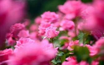 Pretty Flower Wallpaper