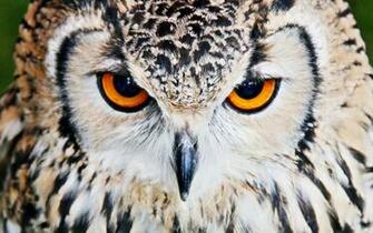 Owl Continues To Attack Runners In Salem Oregon Epictimes
