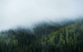 Wallpaper Windows Wood Fog Nature