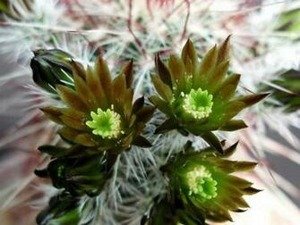 Cactus Flowers Wallpaper
