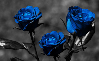Blue Rose Wallpaper