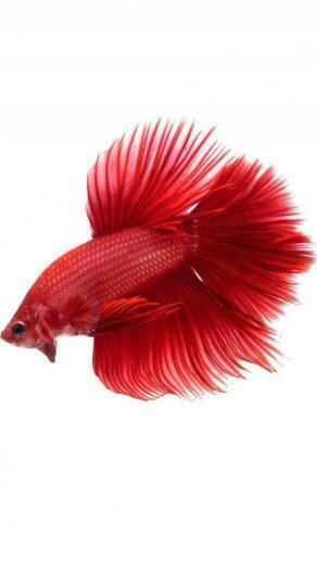 Apple iPhone 6s Wallpaper With Red Halfmoon Betta Fish In White