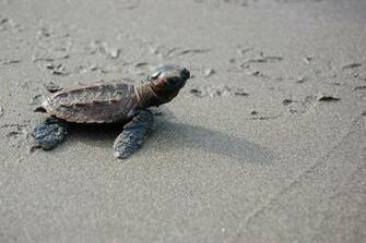 For Millions Of Years Sea Turtles Handled It All Just Fine