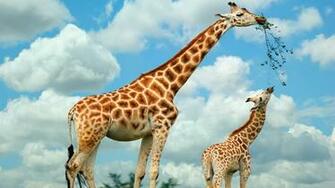 Incubus Giraffe Resolution Wallpaper Full HD
