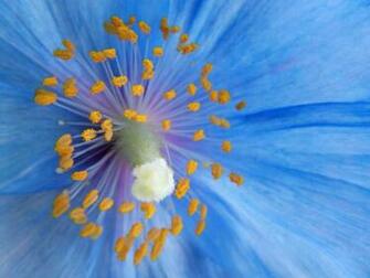 Flowers Flower Wallpaper Blue