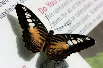 Black And Brown Butterfly Wallpaper55 Best Wallpaper For Pcs
