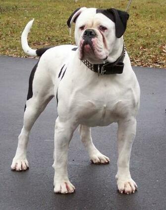 Bulldog Photo And Wallpaper Beautiful Cute American Pictures