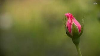 Single Pink Rose Bud Wallpaper Flower