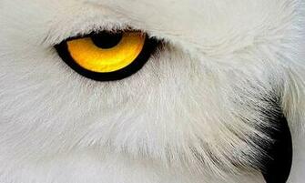 Eyes White Hi Res Owl Wallpaper
