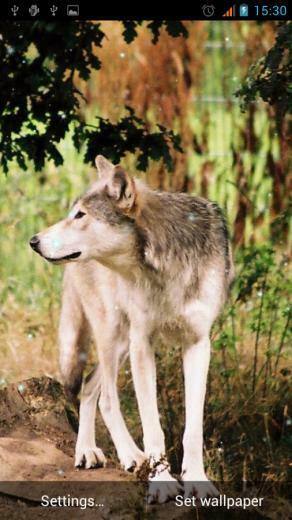 Wolves Live Wallpaper Android Apps On Google Play