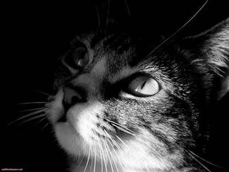 Black And White Cat Wallpaper X