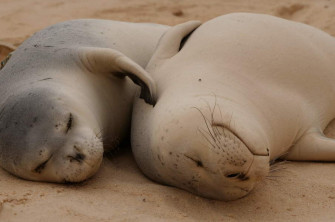 Monk Seal Alliance Wallpaper