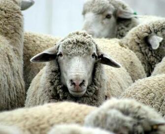 Amazing Sheep Milk Wallpaper HD