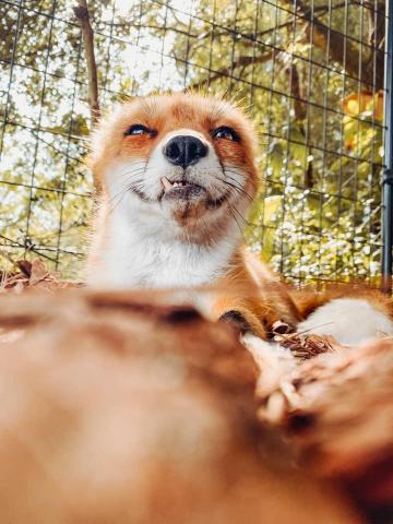 Juniper Fox I Want To Work With Animals But Don T Know Where