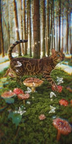 Custom Sp Cottagecore Cat Aesthetic