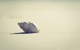 Lonely Seashell Wallpaper Stock Photos