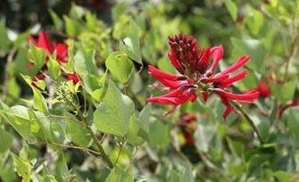 Coral Bean Flowers Pictures Wallpaper