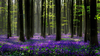 Top Hyacinth Wallpaper Full HD 4k To Use