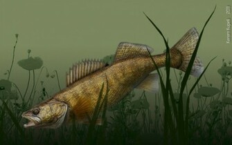 Fishing Walleye By Kerem Kupeli Wallpaper