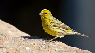 Canary Wild Male Bird Serinus Canaria HD Widescreen Wallpaper