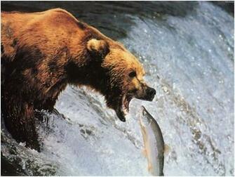 Animals Wild Bear Wallpaper Dangerous