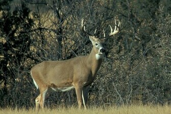 Whitetail Deer Paintings Wallpaper Jpg