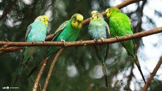 Budgie Wallpaper Budgerigar Parrot