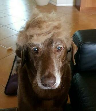 You Cute Animal Picture My Dog Is Actually Donald Trump