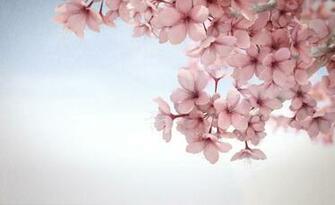 Sakura Flower HD Wallpaper Android WallpicsHD