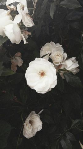 Simple Yet Detailed Attractive Wallpaper Flower Aesthetic