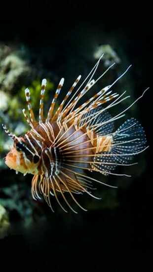 Lionfish Animal iPhone Wallpaper S 3g