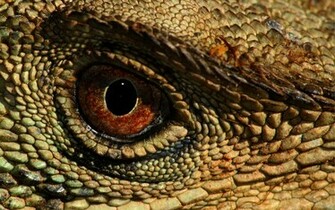 Fonds D Cran Reptile Tous Les Wallpaper