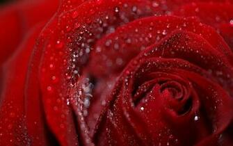 Valentine Flowers Wallpaper Image Of Dew On