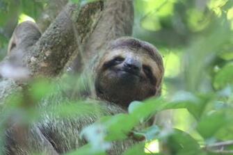 Sloth Image Crazy Gallery