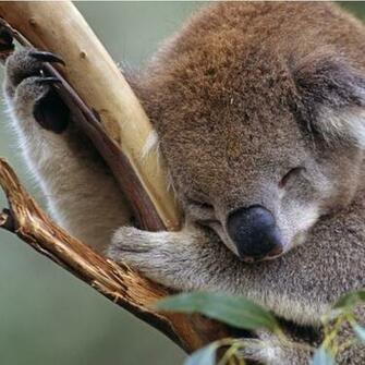 Sleepy Cute Koala iPad Wallpaper iPhone