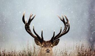 Best Stag Wallpaper