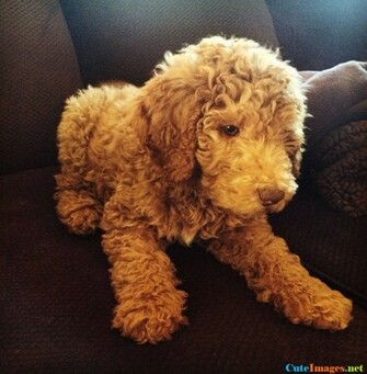 My Little Fozzie Bear Cute Dogs Dog Pictures Breeds