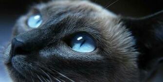 Grumpy Cat Pictures HD Wallpaper In Animals