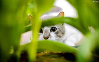 Spy Cat Wallpaper Photo Desktop
