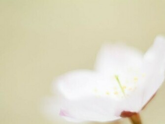 Related Pictures Soft Color Wallpaper Colorful Desktop Background